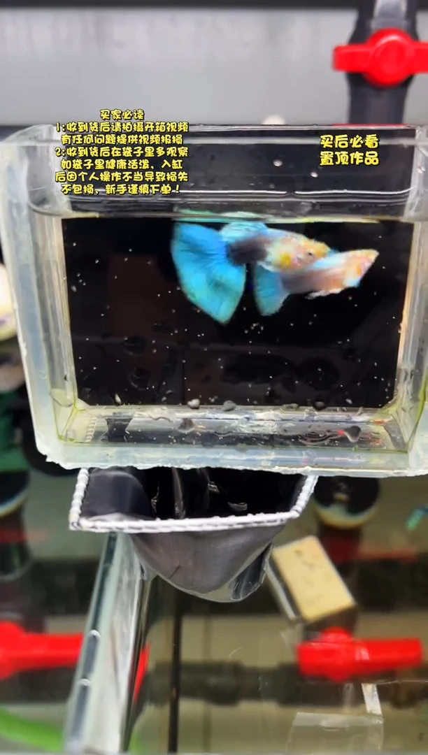 孔雀鱼无怨孔雀鱼
