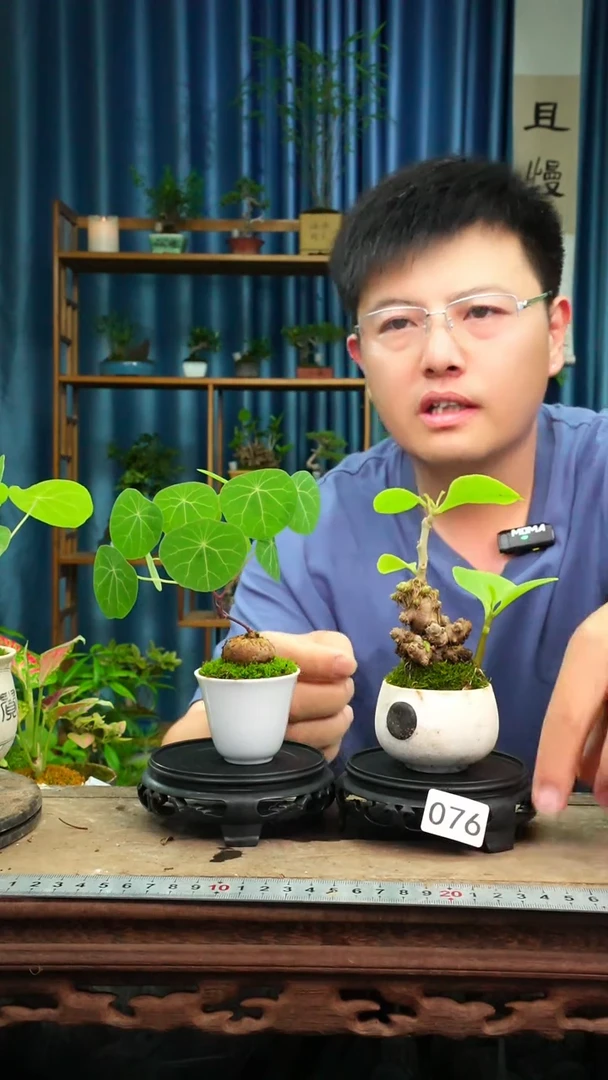 无花朵苔藓微景观076号
