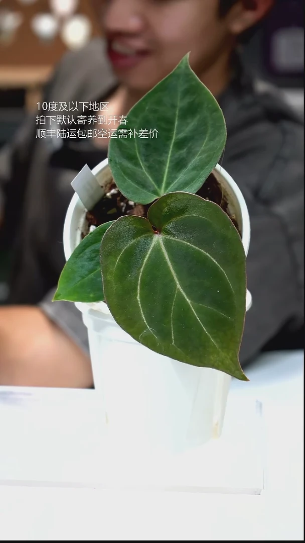 完全开放017-HU KOS 02