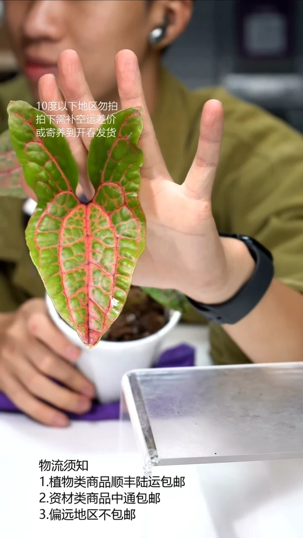 完全开放红脉曲籽芋