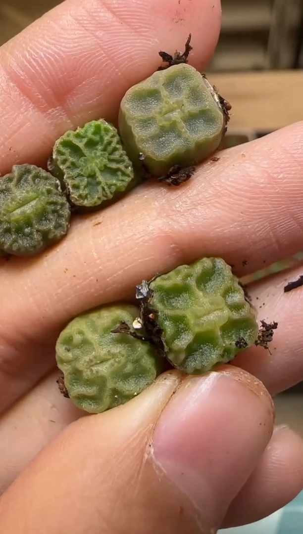 【闪购商品】7-83``