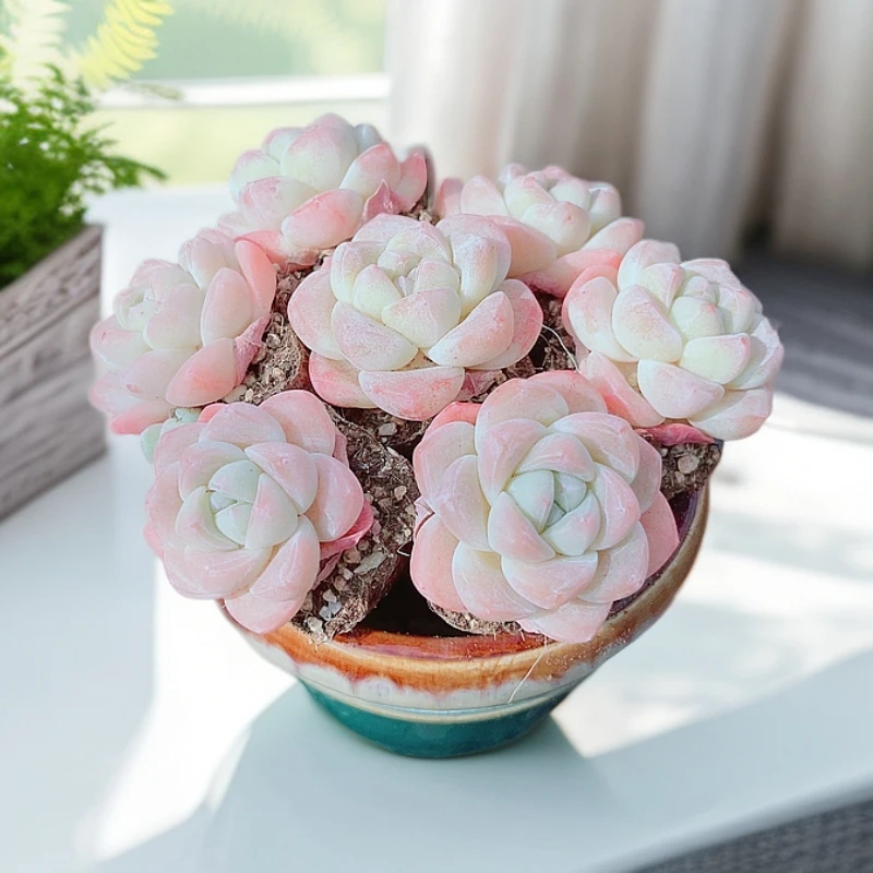 5# 单头小冰玉控养小多肉精品