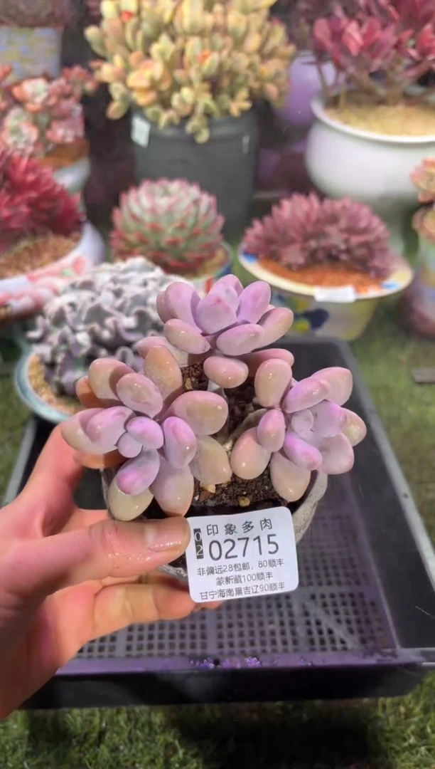 【闪购商品】02715