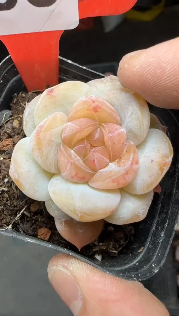 【闪购商品】一物一拍0211—435