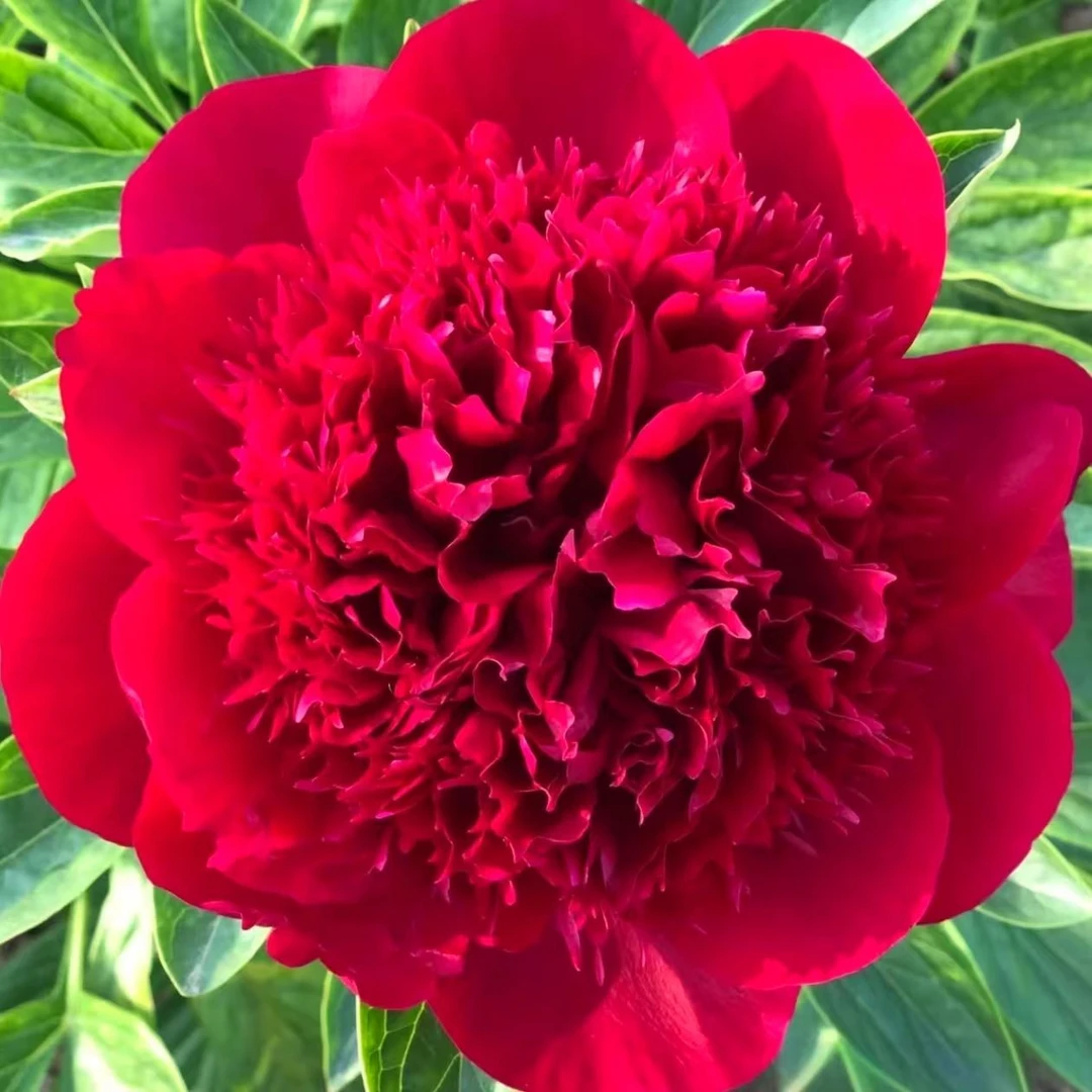 深红色重瓣大花浓香芍药花苗四季花卉多年生耐寒热庭院盆栽中国红