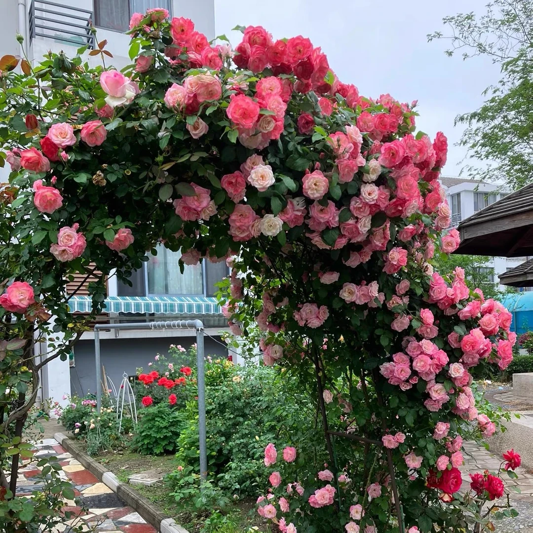 樱霞蔷薇花苗藤本月季花爬藤植物四季开花卉盆栽玫瑰花苗