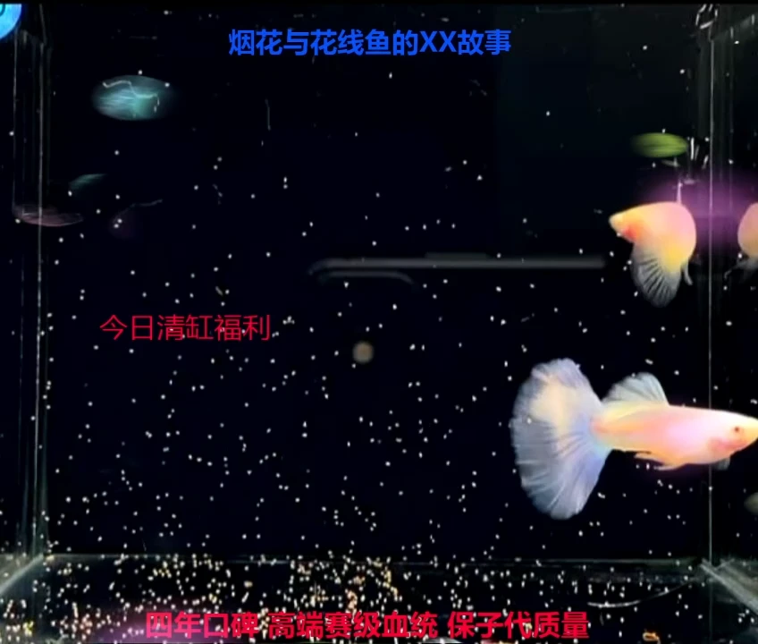 孔雀鱼粉黛压成微瑕体验1对