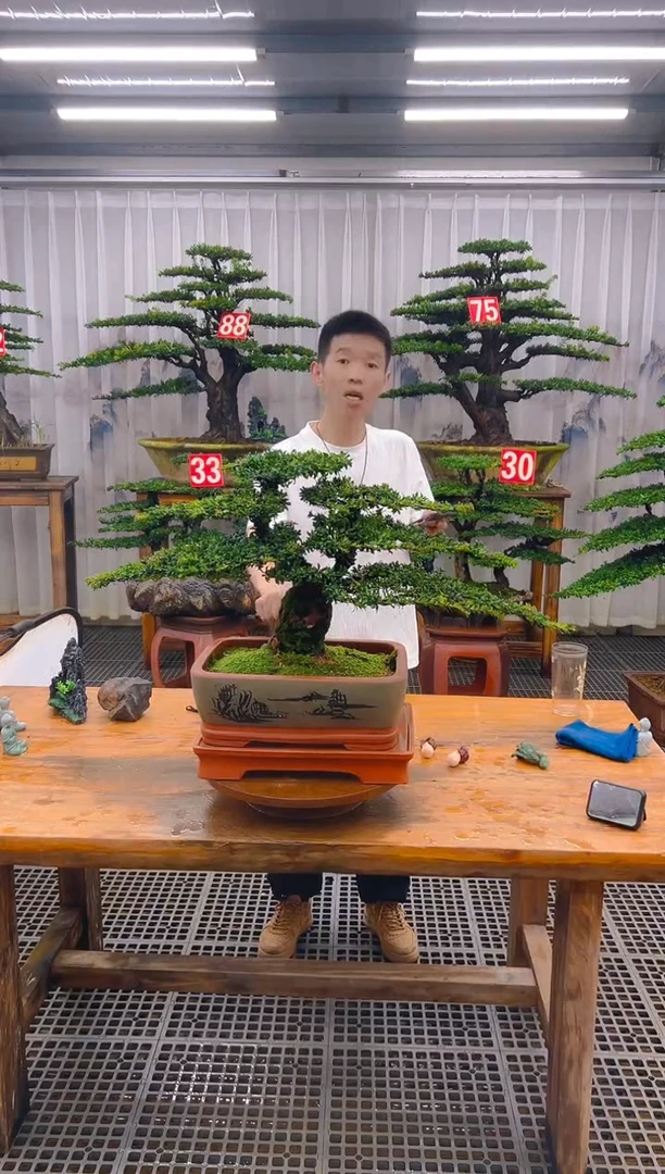 无花朵祥精品盆景直播间一物一拍