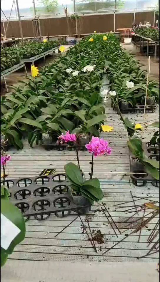 大部分花苞少量开放直美预售  双节福利价