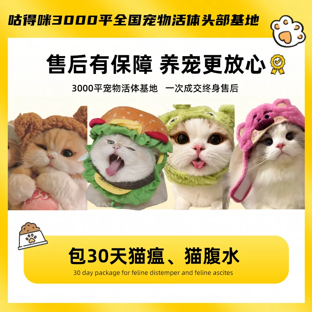 【宠都汇-妹妹专属】精品宠物猫全款包到家-宠物级-性价比