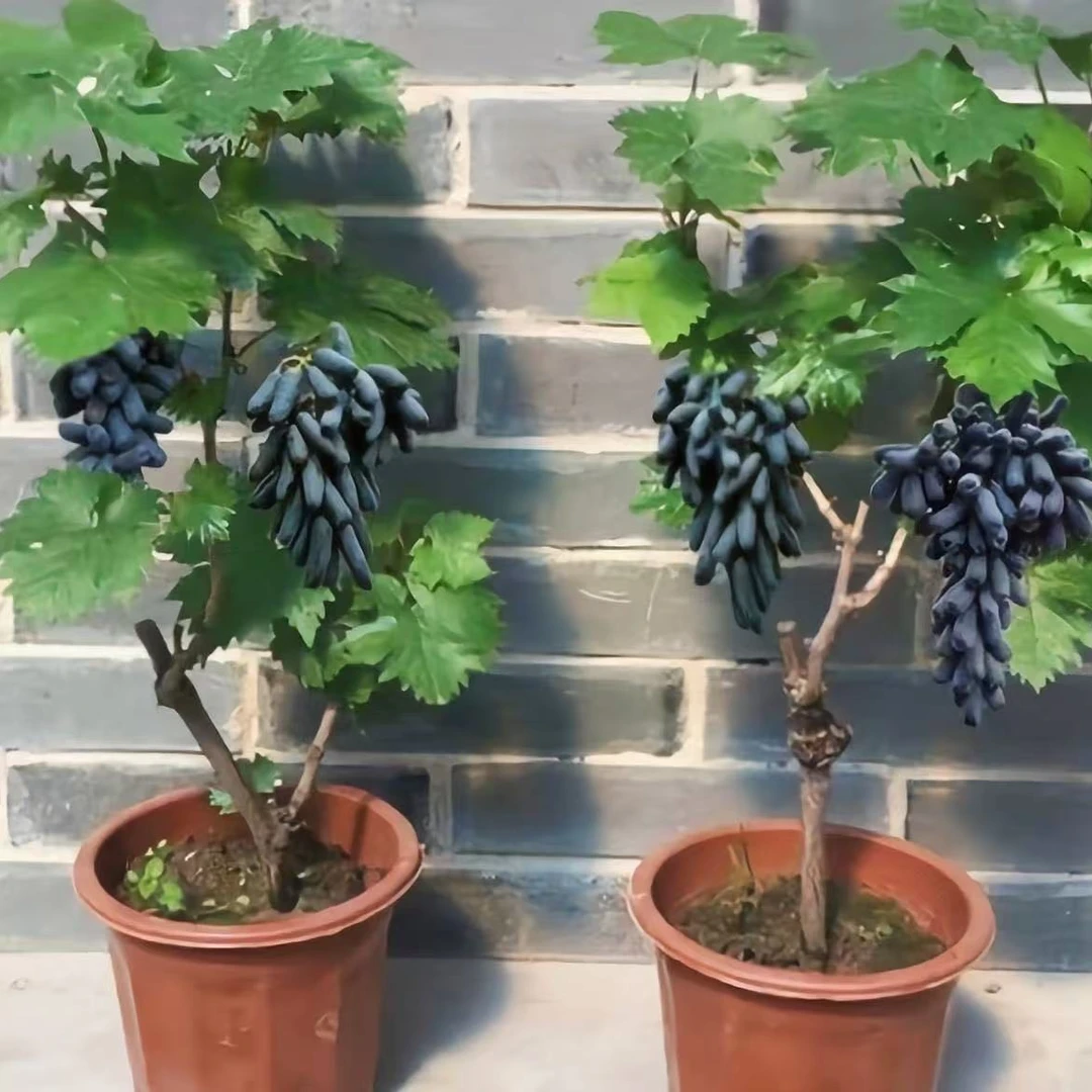 【一物一拍】嫁接苗葡萄苗南北方种植盆栽地栽庭院阳台种植耐寒耐热