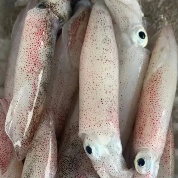 鲜活速冻 当季鲜嫩美味 灯光渔船海捕 海兔 笔管鱿鱼顺丰冷链包邮