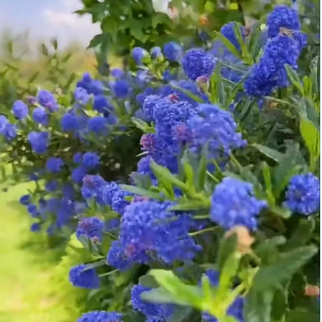 美洲茶基地直发多年生爆花好养