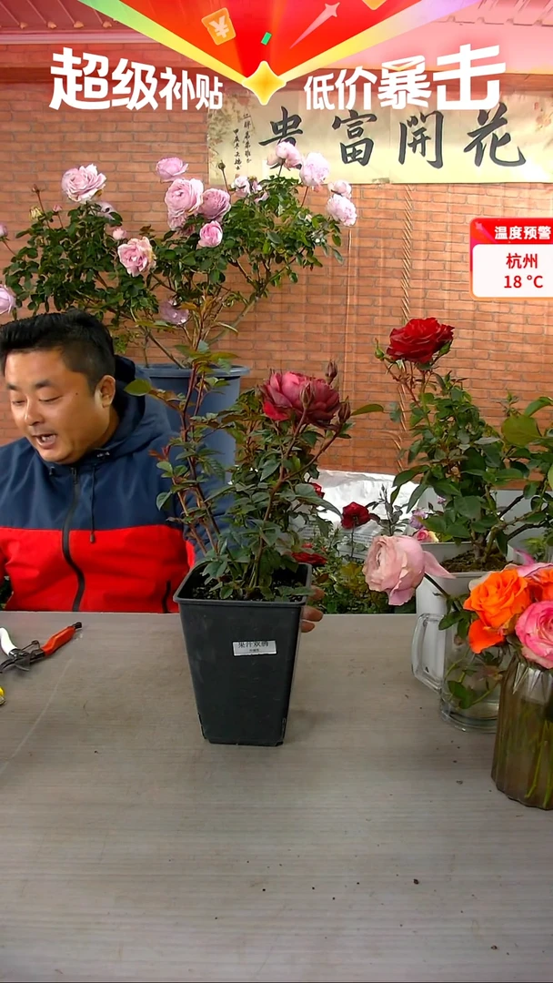 当前无花朵，栽培后可花朵果汁欢腾