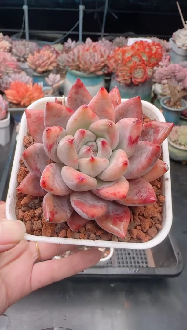 【闪购商品】5033婚戒