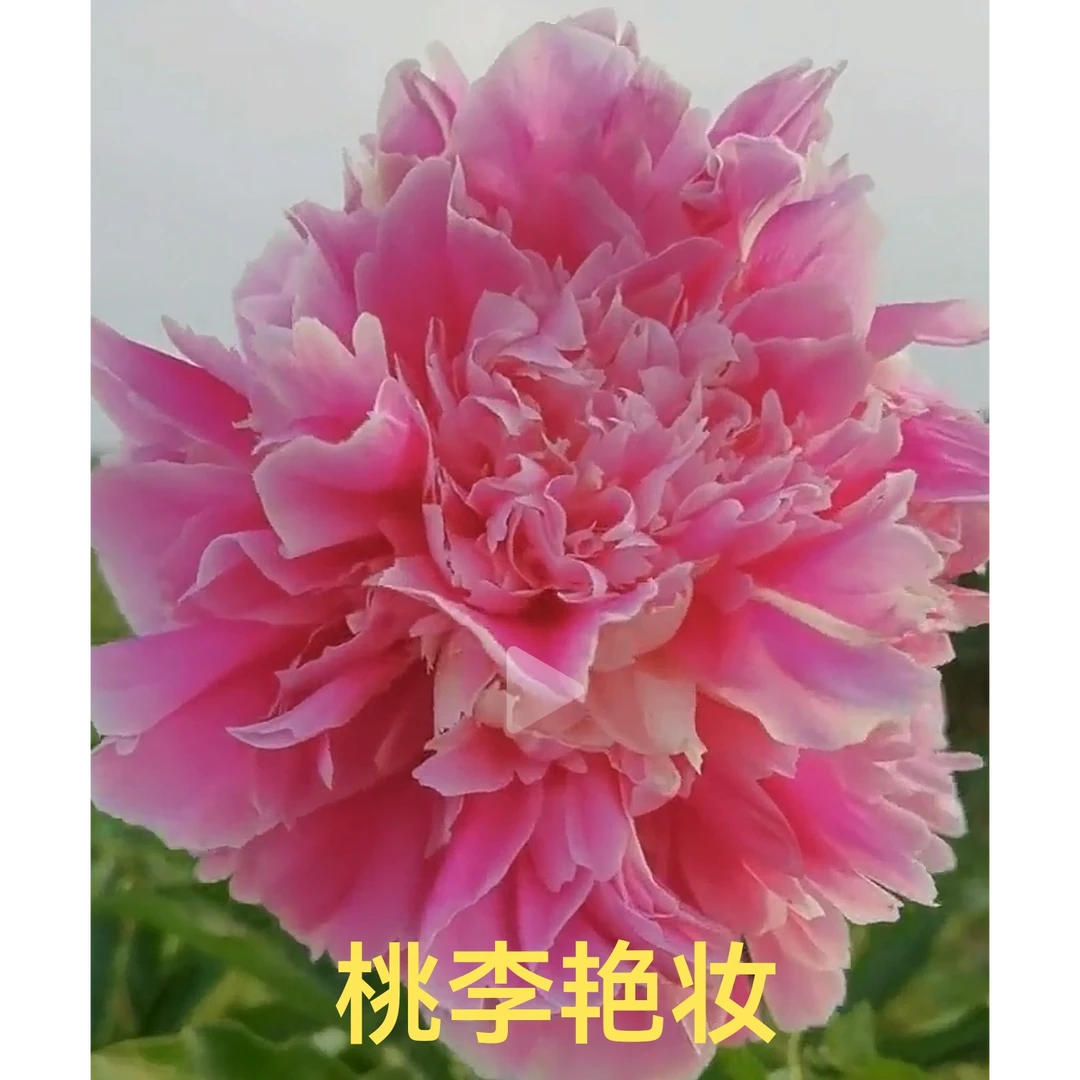【桃李艳妆】重瓣观赏芍药桃粉色基地直发包对版包邮