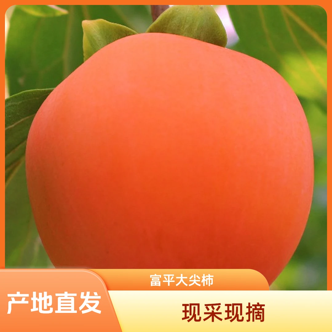 【产地直发】陕西富平新鲜采摘大尖柿 甜蜜爆浆 能做柿饼12-16枚装