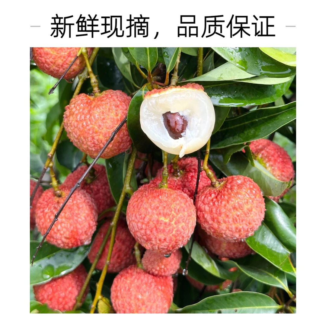 【大核晚熟品种】【高山香荔】增城老树怀枝荔枝9斤产地现摘现发次日达新鲜广东省
