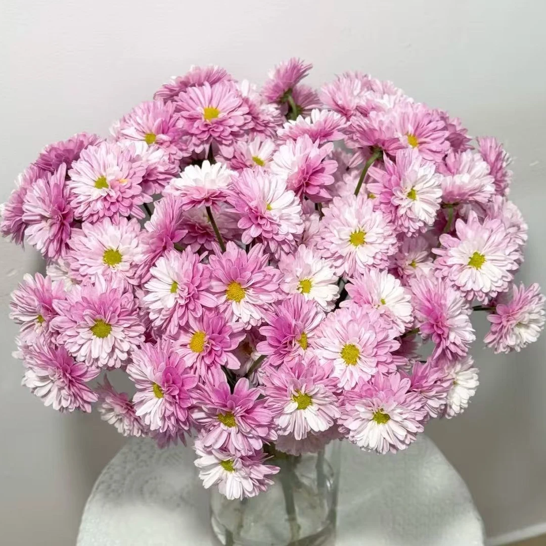 【顺丰发货】汉城紫雏菊鲜花1-4单一个运费自选品种