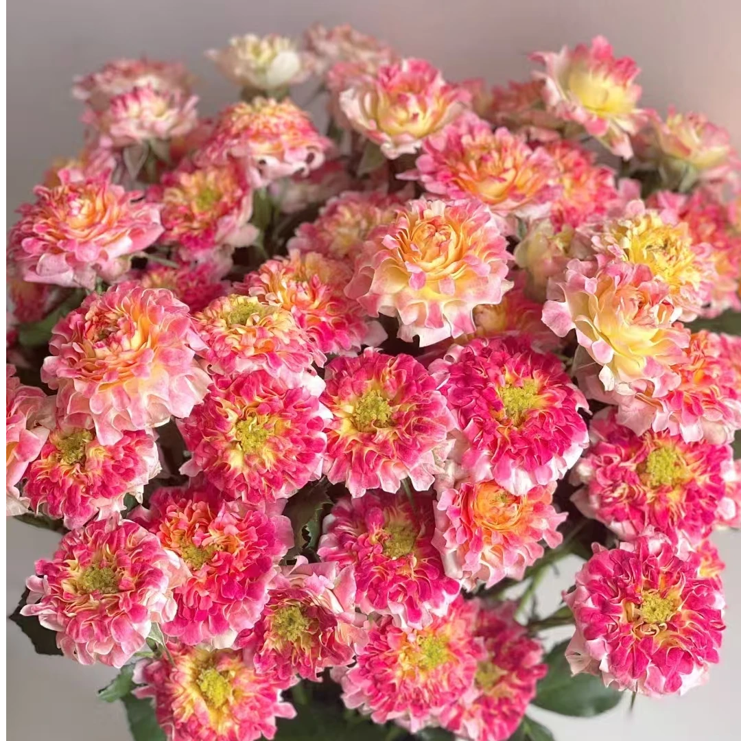 四号海葵玫瑰-家养鲜花云南基地直发-任意两单包邮