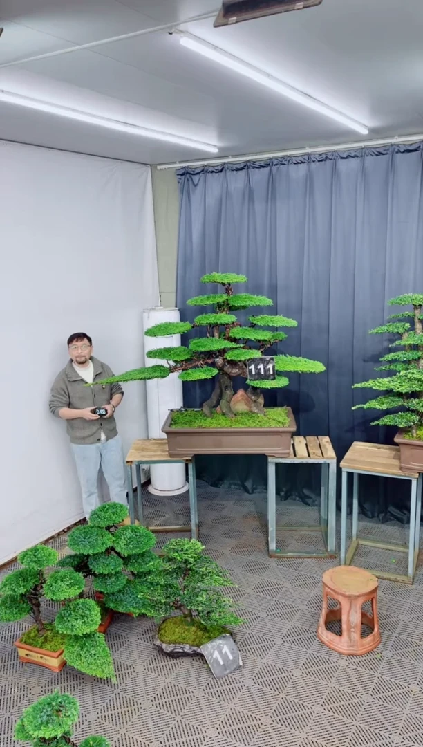 无花朵盆景.......