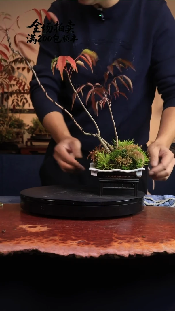 完全开放S16草本植物 不包邮