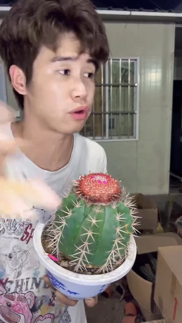 实生根 大锦云【带云顶】12-15cm