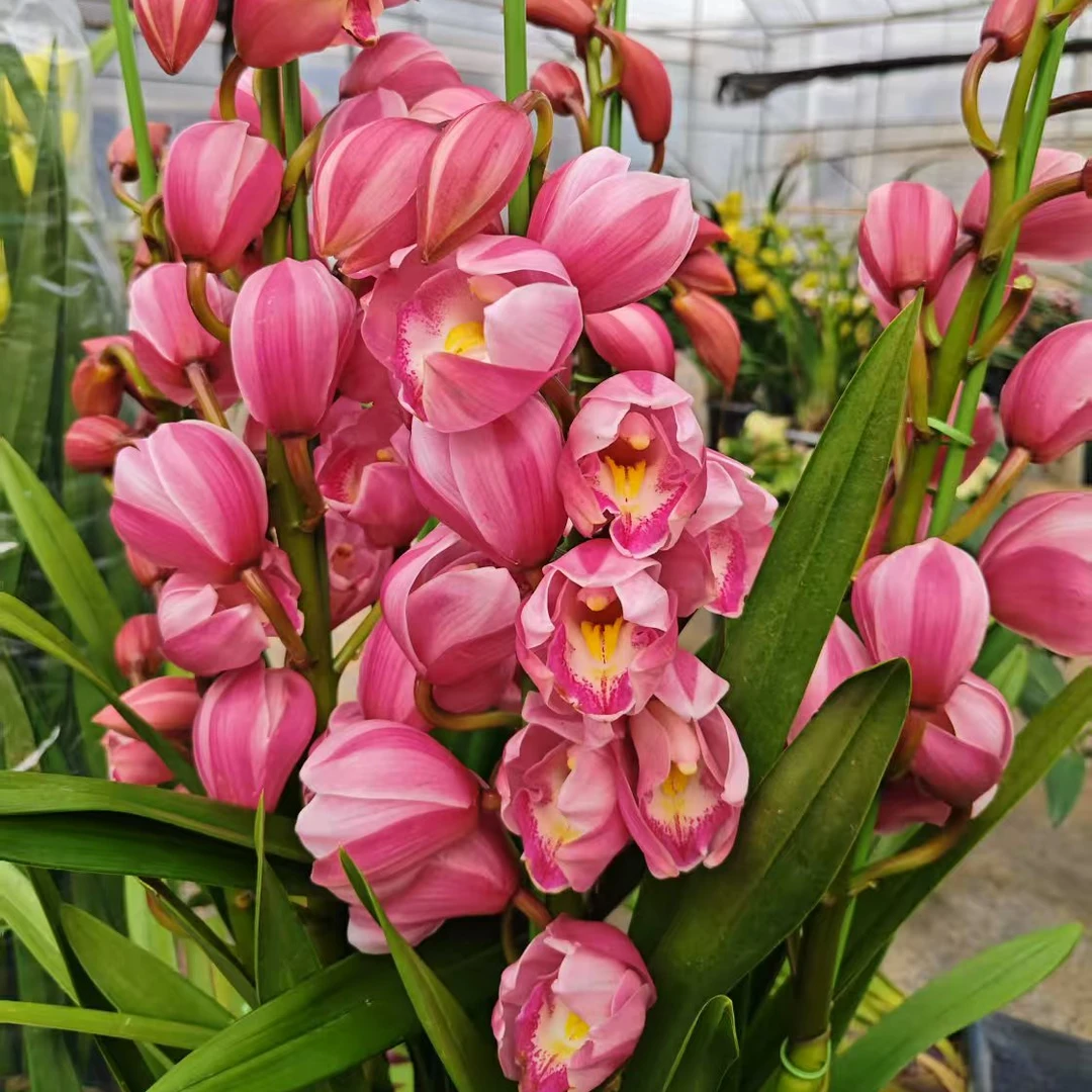 高端粉色落地直兰粉钻石大花惠兰 年宵花 室内花卉