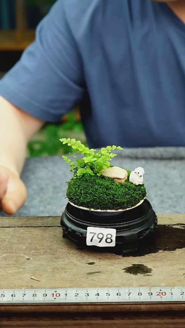 无花朵苔藓微景观798号