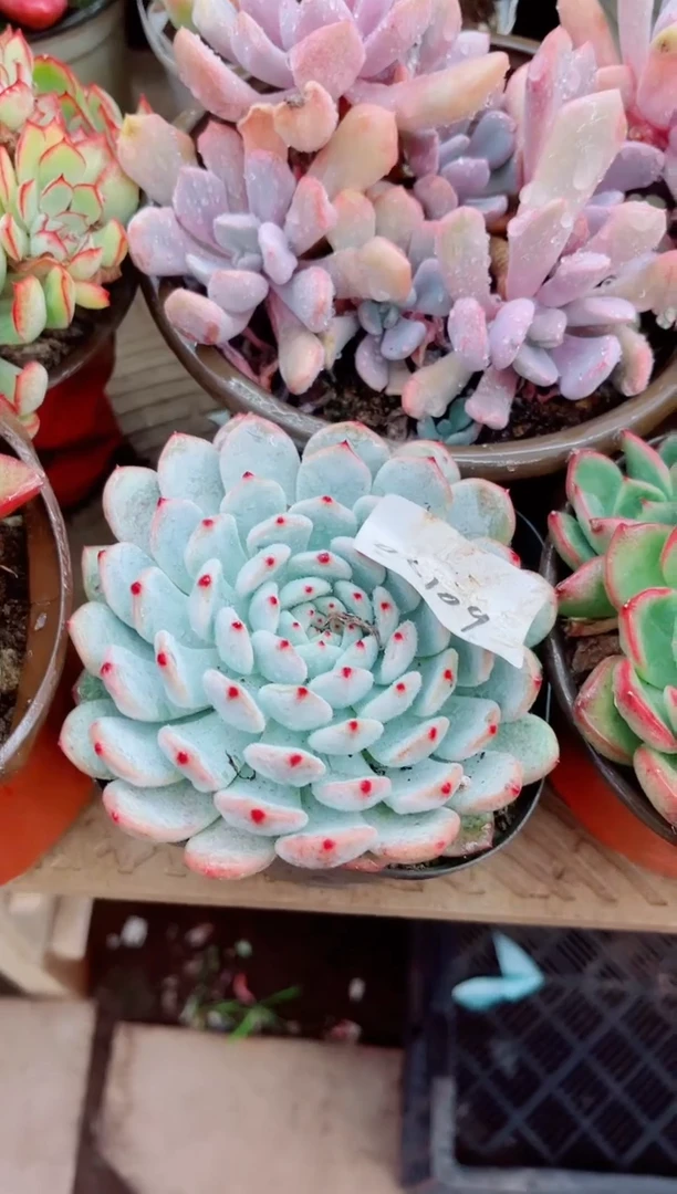 蝉*多肉植物一物一拍06109