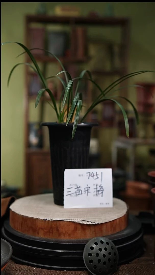 紫砂花盆紫砂花盆7451