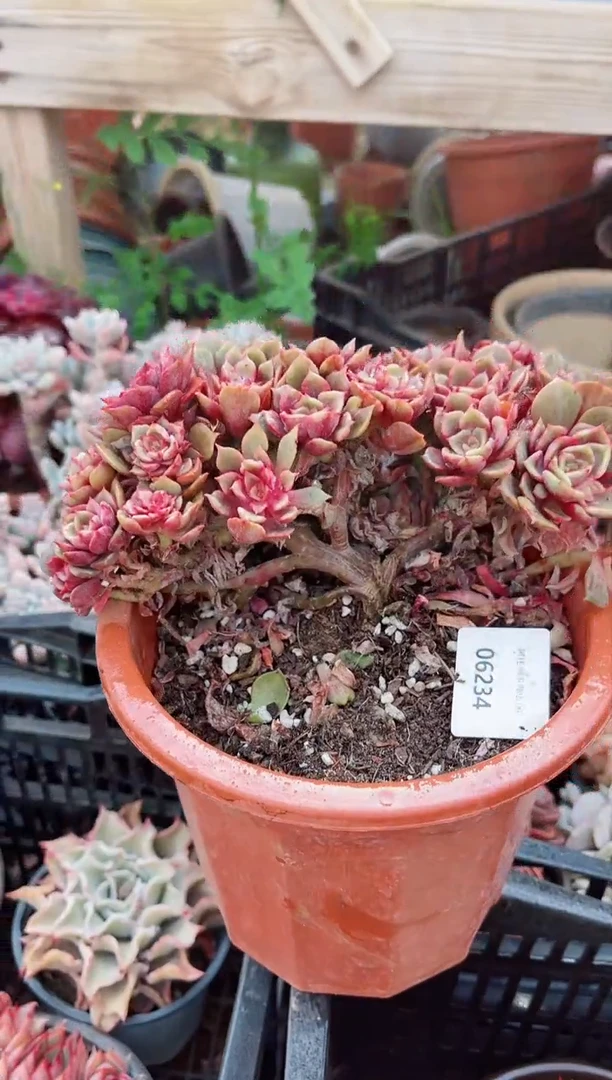 【闪购商品】06234