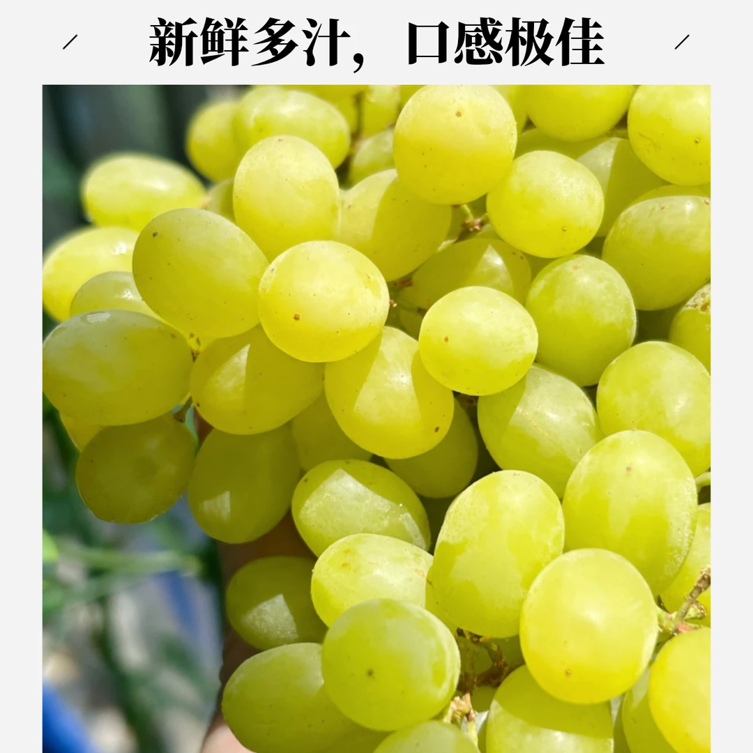 【次日达-嘉嘉】新疆吐鲁番的葡萄无核白1-5斤爆汁纯甜顺丰/京东包邮新疆维吾尔自治区