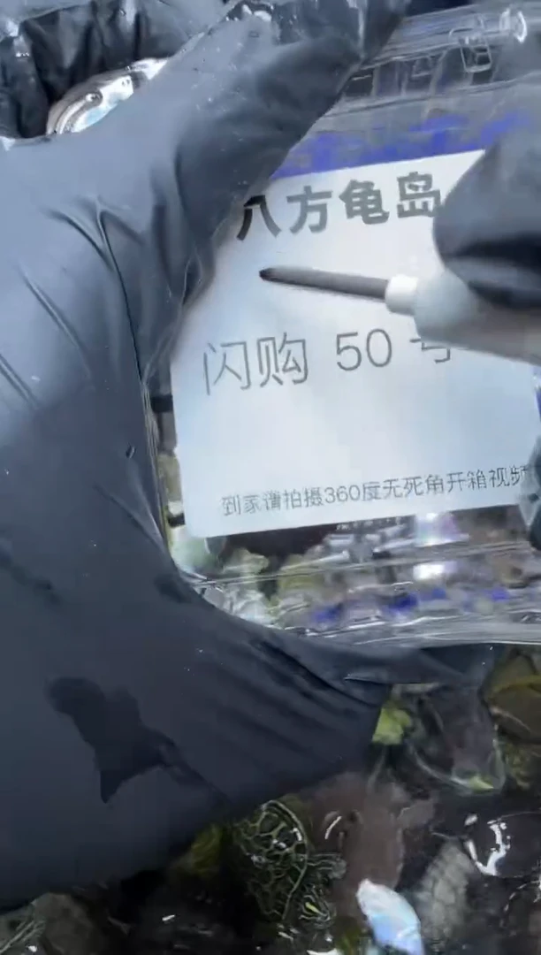 公母搭配宠物龟50号拍品