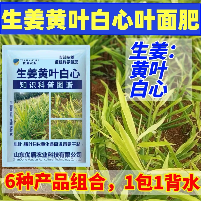 生姜白心黄叶生姜黄叶白心