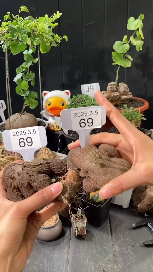 【闪购商品】半球龟甲龙三个，3.5.68