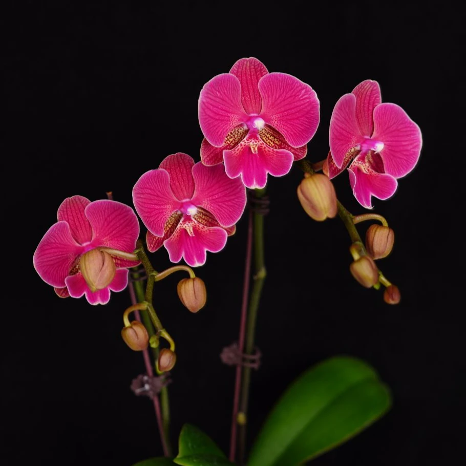 A花遇兰蝴蝶兰3.0寸【花木兰双】带花带花苞株发货
