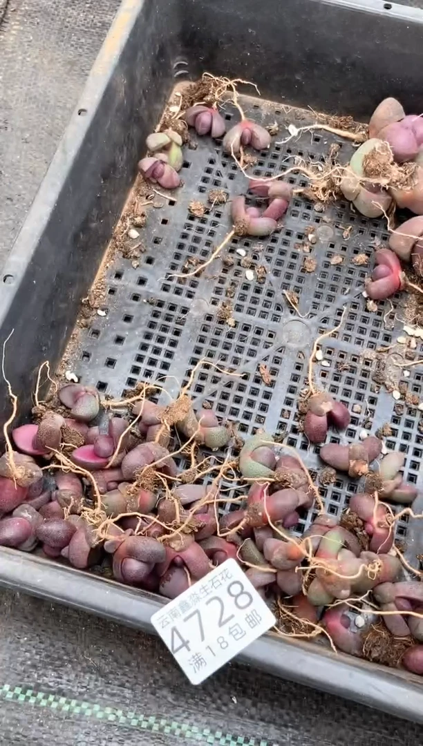 4728特价紫帝玉有瑕疵发货1颗量拍