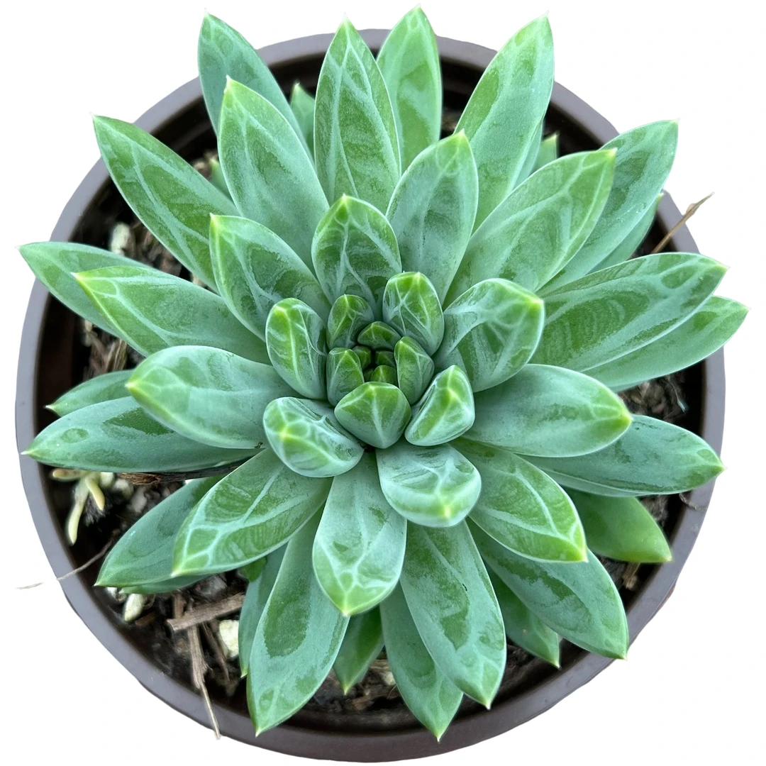 陨石（单头）带盆土 多肉植物室内绿植净化空气