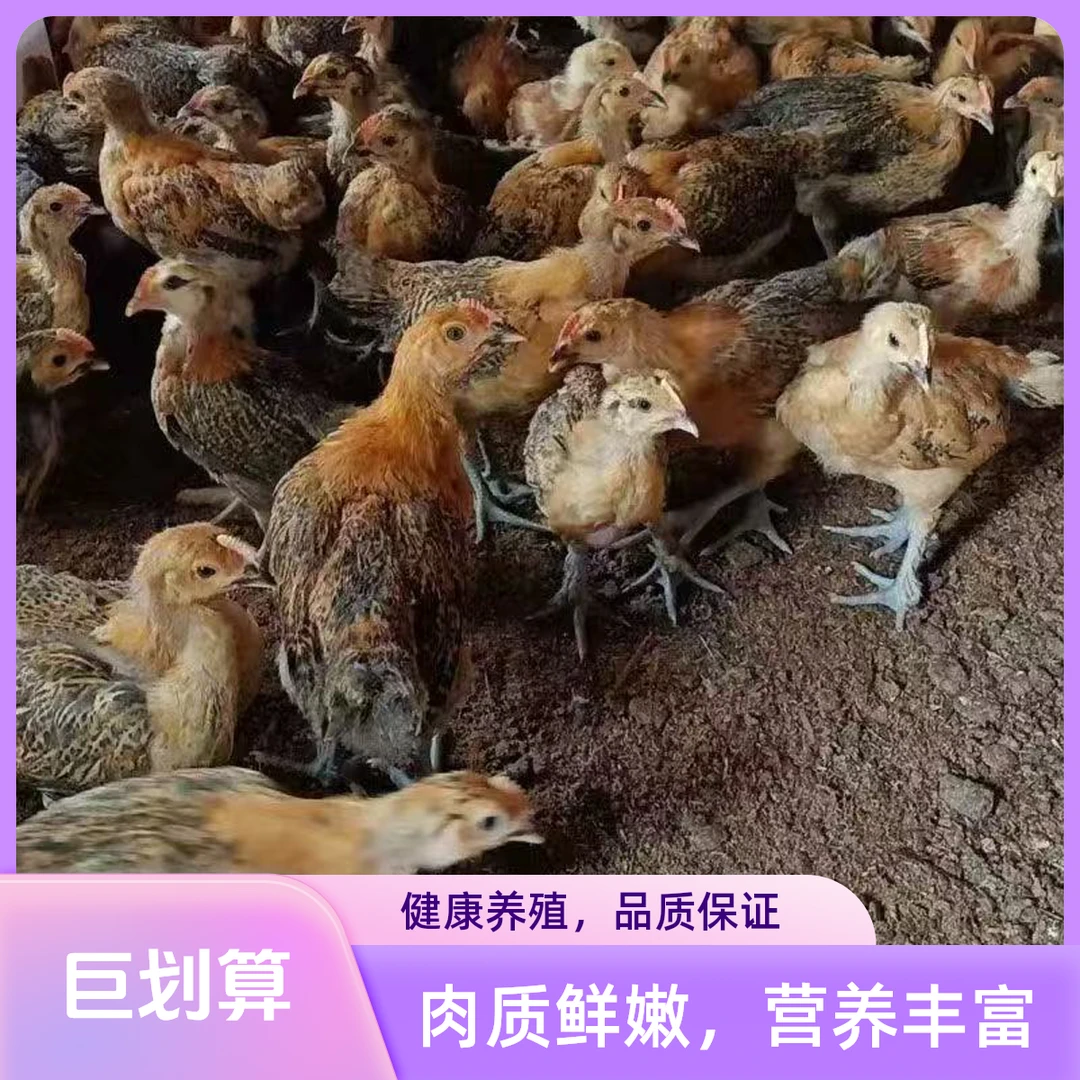 散养红瑶土鸡 宠物鸡 笨鸡