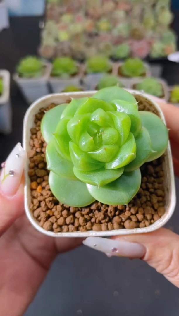 664新绿珍妮量拍发一颗