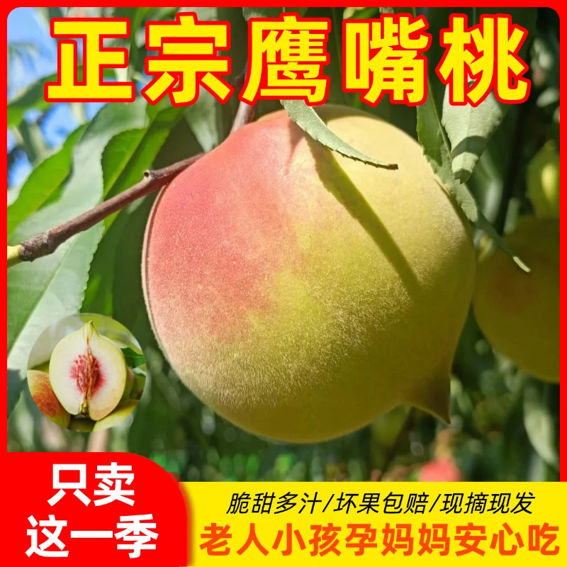 广东翁源正宗鹰嘴桃新鲜现摘现发蜜桃爽脆勾嘴桃孕妇水果甜脆桃子