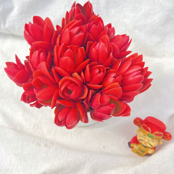 玫瑰火炬多肉植物绿植花卉庭院盆栽云南产地多肉盆栽好养带盆带土