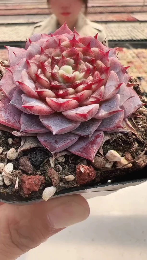 【闪购商品】向日葵-22