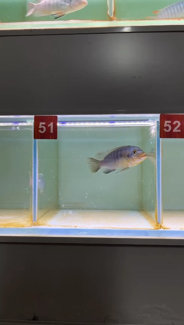 慈鲷鱼野生 慈鲷鱼