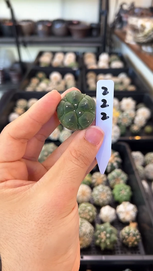 紫皮五棱五腹龟甲不含盆土实生编码222