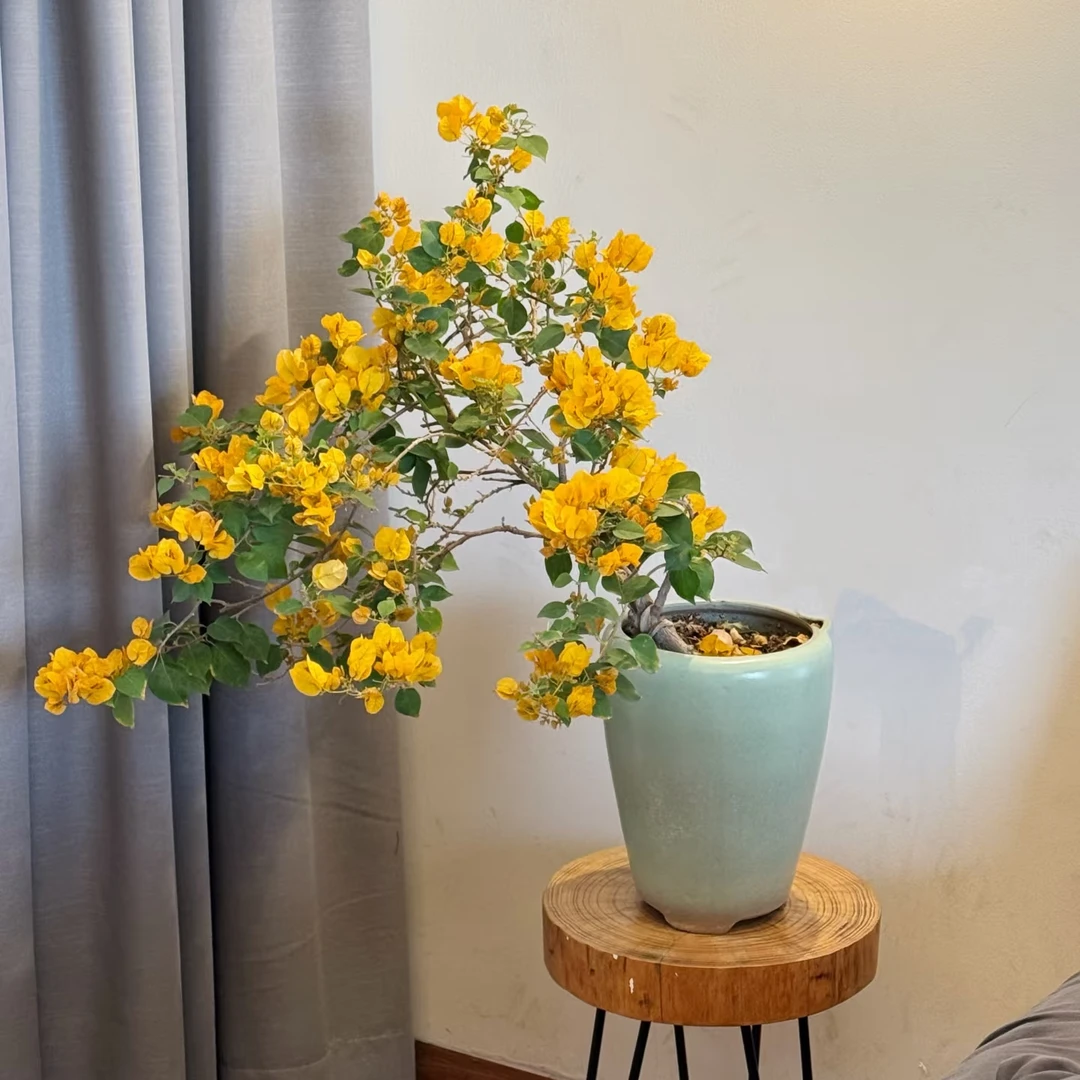 【加州黄金】三角梅阳台庭院盆栽四季开花可爱修剪适合带花季节