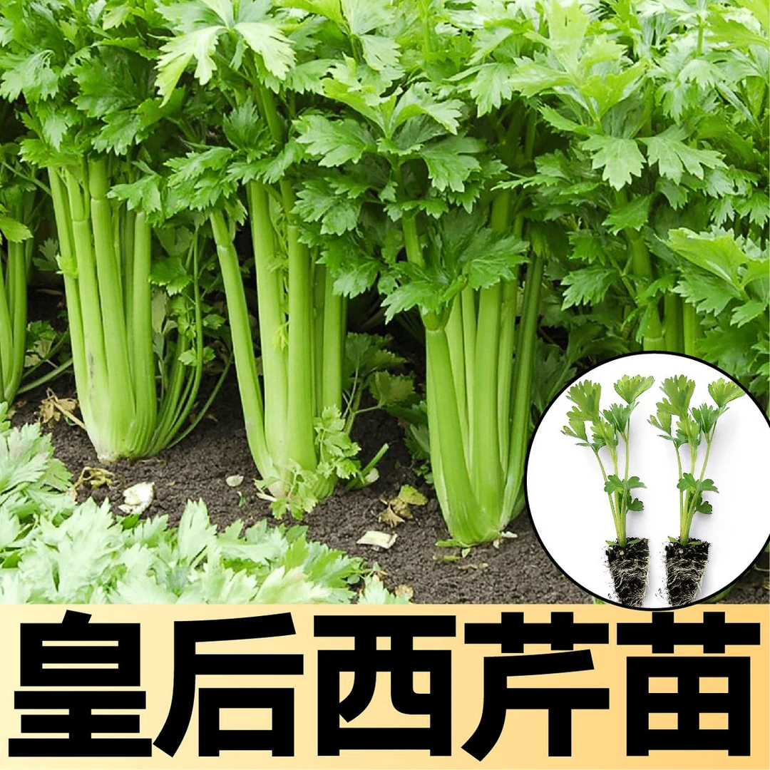 西芹苗窗台绿植盆栽易活当季蔬菜绿叶植物秧苗新鲜菜苗芹菜皇后