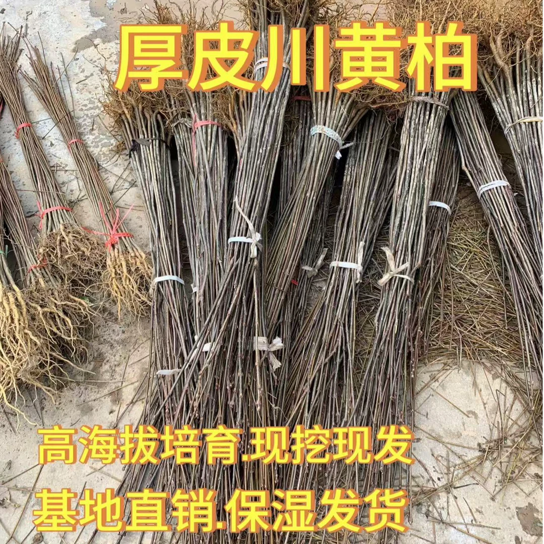 优质矮壮黄柏树苗快速生长超大厚皮黄柏苗