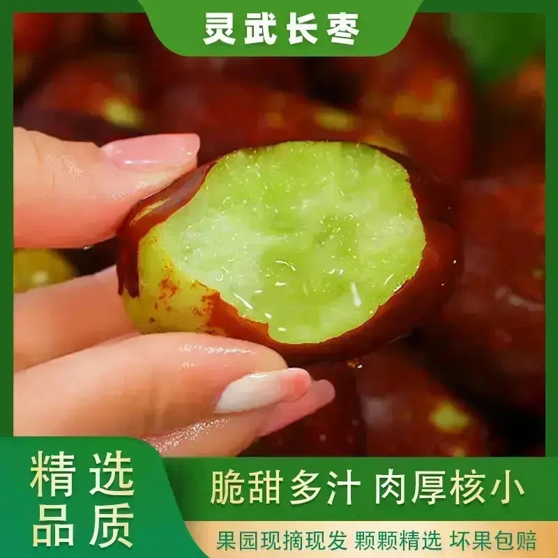 【正宗】宁夏灵武长枣新鲜应季甜枣脆枣香甜爽口果园直发